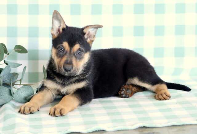 Scooter German Mix2 image