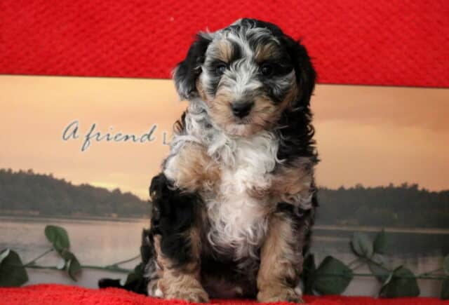 Scotty Mini Bernedoodle image