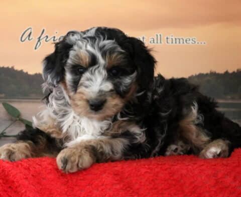 Scotty Mini Bernedoodle2