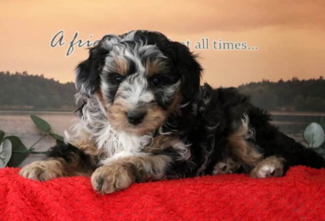 Scotty Mini Bernedoodle2 image