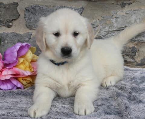 English Cream Golden Retriever puppy wearing a blue collar, lying on a soft gray blanket with colorful tulips beside him, showing his fluffy cream coat and sweet expression against a rustic stone wall backdrop.