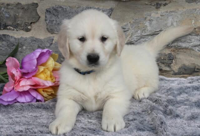 English Cream Golden Retriever puppy wearing a blue collar, lying on a soft gray blanket with colorful tulips beside him, showing his fluffy cream coat and sweet expression against a rustic stone wall backdrop. image