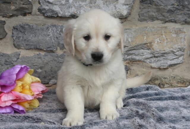 Fluffy English Cream Golden Retriever puppy sitting on a plush gray blanket with bright pink, purple, and yellow tulips nearby, featuring a soft light cream coat, dark eyes, and a calm, sweet expression against a rustic stone wall background. image