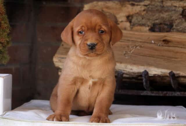 Fox Red Labrador Retriever puppy sitting upright on a soft cream cushion in front of a rustic brick fireplace and stacked wood — rich red coat, dark expressive eyes, and a small white chest marking highlighting the warm, loyal personality Fox Red Lab puppies are known for. image