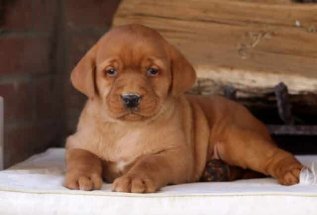 Fox Red Labrador Retriever puppy lying comfortably on a soft cream cushion in front of a rustic brick fireplace and stacked wood — rich reddish coat, sweet dark eyes, tiny white chest marking, and chunky paws showcasing the strong, loyal build Fox Red Lab puppies are loved for. image