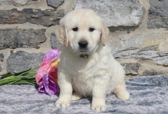 English Cream Golden Retriever puppy sitting on a soft gray blanket in front of a rustic stone wall, with pink and purple tulips beside him, showing his fluffy cream coat and sweet expression. image
