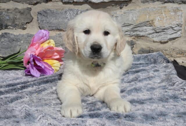 English Cream Golden Retriever puppy lying on a plush gray blanket with colorful tulips beside him, featuring a thick cream coat, dark eyes, and a classic blocky Golden Retriever face against a stone wall backdrop. image