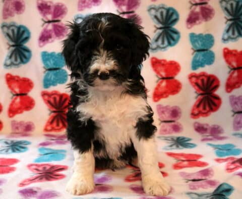 Sebastian Poodle Mix