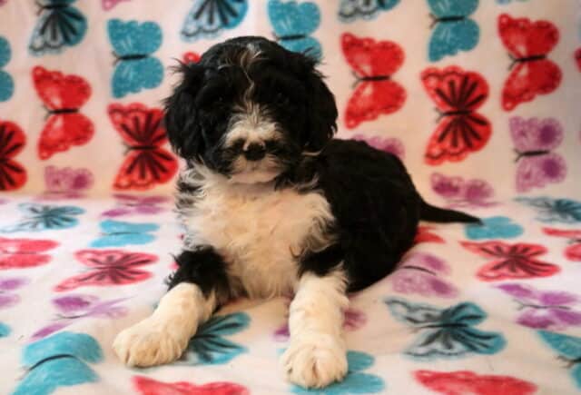 Sebastian Poodle Mix2 image