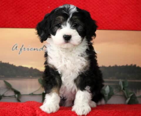 Seth Mini Bernedoodle