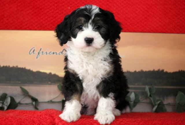 Seth Mini Bernedoodle image
