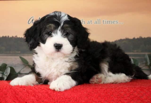 Seth Mini Bernedoodle2 image