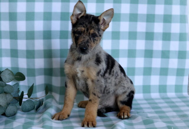 Shadow German Mix image