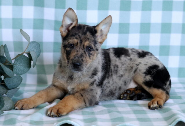 Shadow German Mix2 image