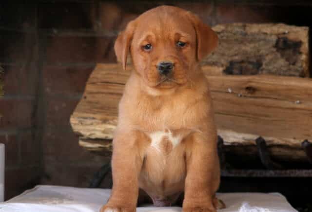 Fox Red Labrador Retriever puppy sitting upright on a soft cream cushion in front of a rustic brick fireplace and stacked wood — deep red coat with a small white chest marking, soulful eyes, and strong, sturdy build highlighting the loyal, affectionate temperament Fox Red Lab puppies are known for. image