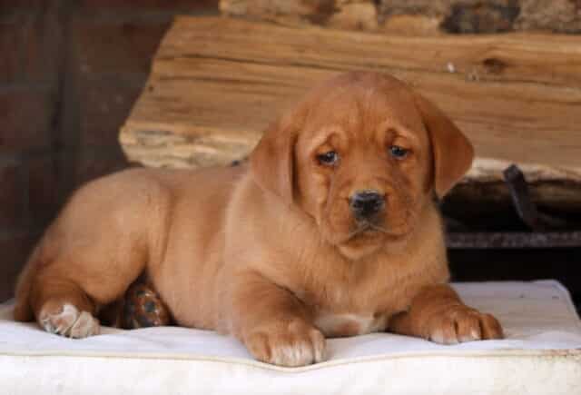 Fox Red Labrador Retriever puppy lying comfortably on a soft cream cushion in front of a rustic brick fireplace and stacked wood — rich red coat with white-tipped paws, gentle expression, and sturdy build showcasing the loyal, family-friendly personality Fox Red Lab puppies are loved for. image