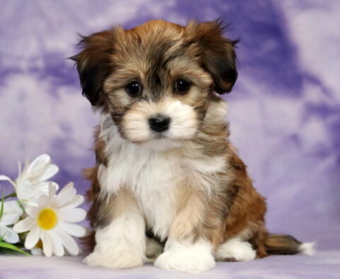 Shayla Havanese