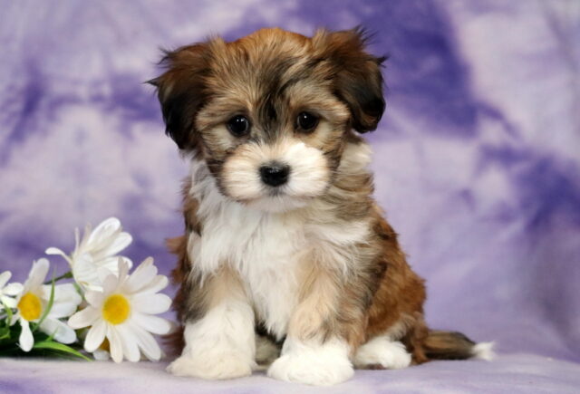 Havanese puppy sitting on a soft purple marbled backdrop, featuring a fluffy white coat with warm brown and sable markings, soft wavy fur, round dark eyes, and a small black nose, posed beside white daisies with yellow centers. image