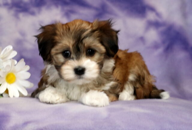 Shayla Havanese2 image