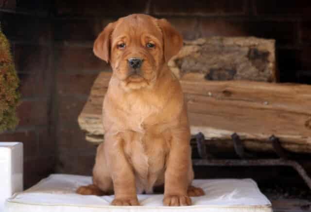 Fox Red Labrador Retriever puppy sitting proudly on a cream cushion in front of a rustic wood backdrop — rich reddish coat, sturdy paws, soft droopy ears, and warm, gentle eyes that capture the loyal and affectionate personality of a Fox Red Lab puppy. image