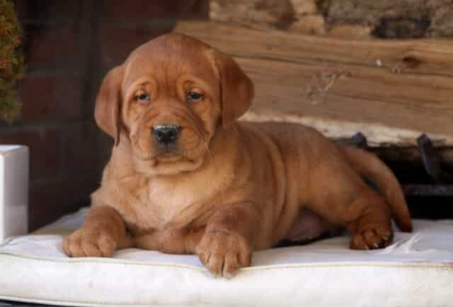 Fox Red Labrador Retriever puppy lying comfortably on a cream cushion with a rustic wood and brick backdrop — deep red coat, soft folds around the face, sturdy paws, and calm, soulful eyes that showcase the sweet and loyal temperament Fox Red Lab puppies are known for. image