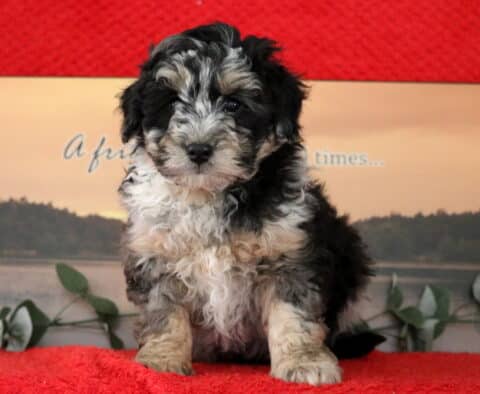 Sid Mini Bernedoodle