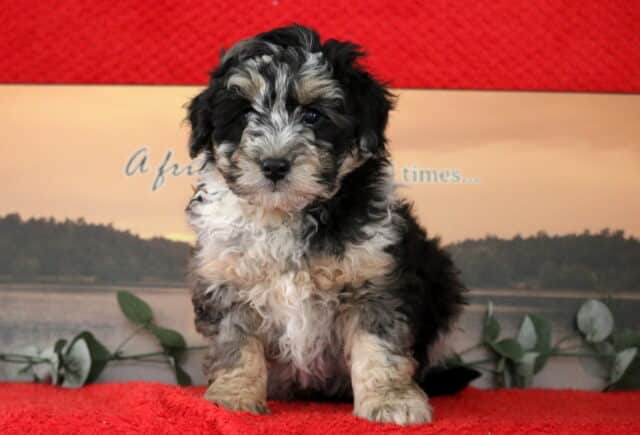 Sid Mini Bernedoodle image