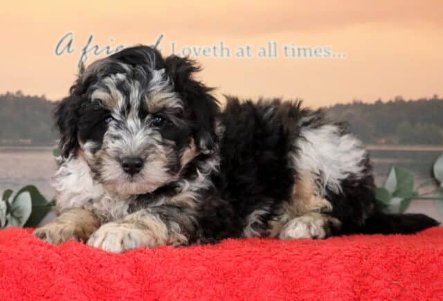 Sid Mini Bernedoodle2 image