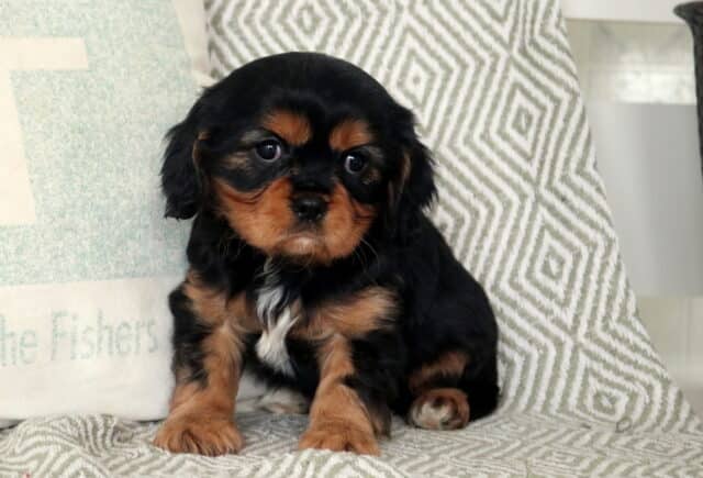 Simon Cavalier image