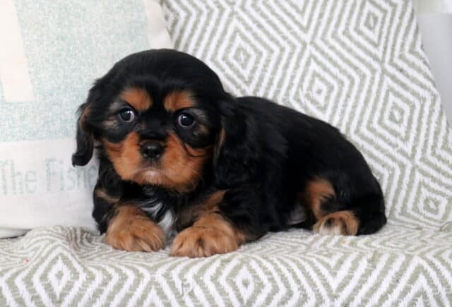 Simon Cavalier2 image