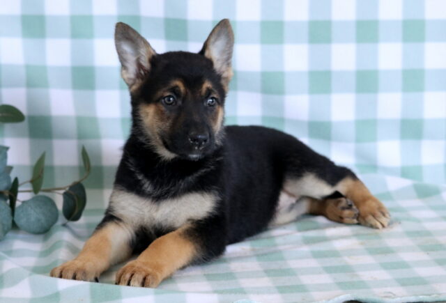 Skittles German Mix image