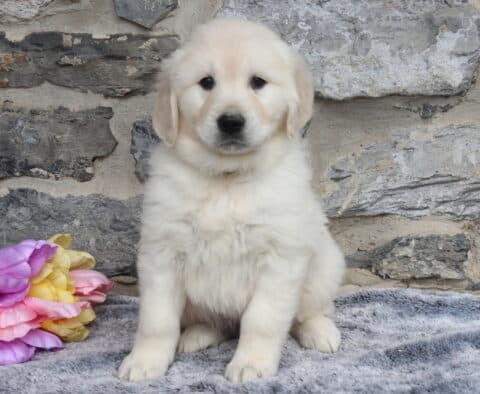 Adorable English Cream Golden Retriever puppy sitting upright on a soft gray blanket with colorful pastel tulips beside him, featuring a fluffy light cream coat, round dark eyes, and a sweet, attentive expression against a natural stone wall backdrop.