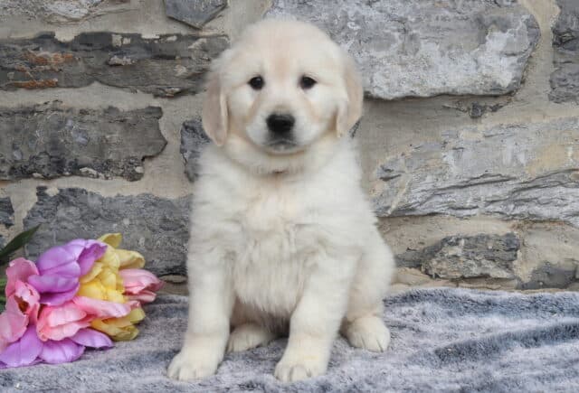 Adorable English Cream Golden Retriever puppy sitting upright on a soft gray blanket with colorful pastel tulips beside him, featuring a fluffy light cream coat, round dark eyes, and a sweet, attentive expression against a natural stone wall backdrop. image