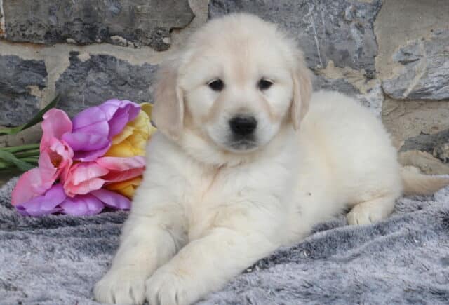 English Cream Golden Retriever puppy relaxing on a plush gray blanket with pastel pink, purple, and yellow tulips beside him, showing off his fluffy cream coat, soft dark eyes, and gentle expression in front of a rustic stone wall. image