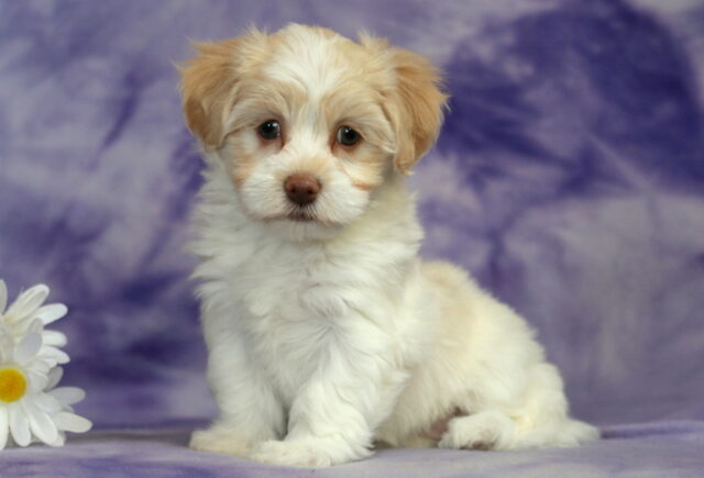 Havanese puppy sitting on a soft purple marbled backdrop, featuring a fluffy cream and white coat, light tan ears, round hazel eyes, and a soft pinkish-brown nose, posed beside white daisies with yellow centers. image
