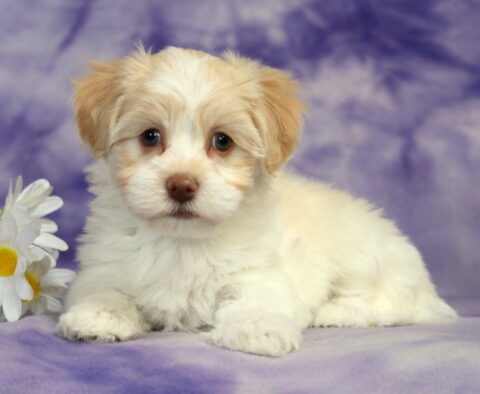 Sky Havanese2