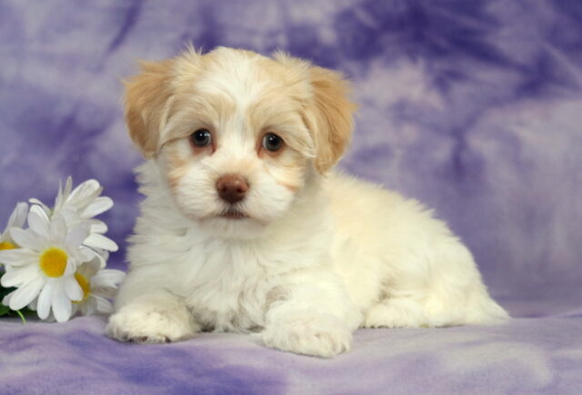 Havanese puppy lying down on a soft purple marbled backdrop, featuring a fluffy cream and white coat, light tan ears, round hazel eyes, and a soft pinkish-brown nose, posed beside white daisies with yellow centers. image