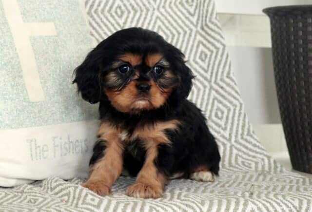 Smores Cavalier image