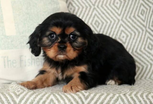 Smores Cavalier2 image