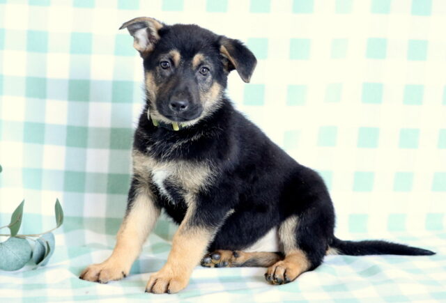 Sonny German Mix image