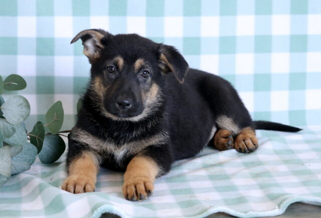 Sonny German Mix2 image