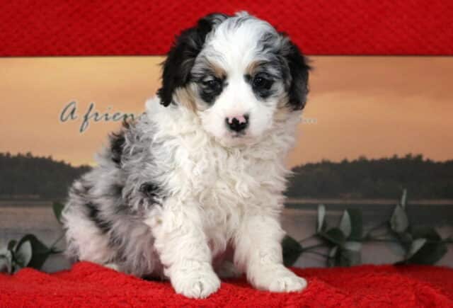 Sonny Mini Bernedoodle image