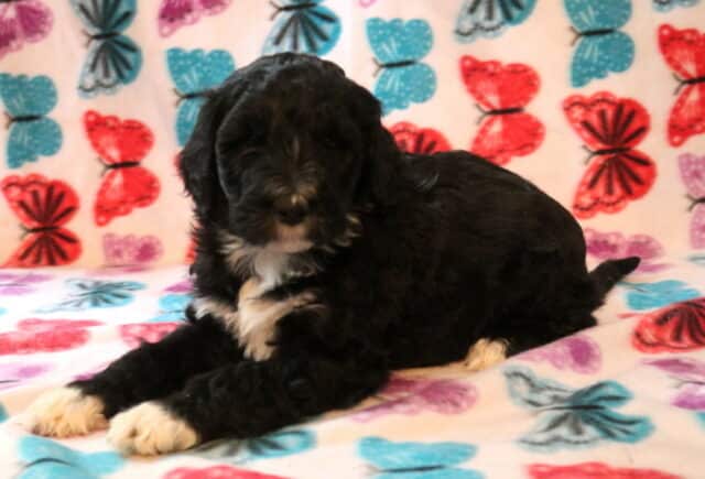 Sophie Poodle Mix2 image