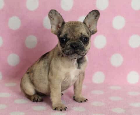 Fawn French Bulldog puppy with a black mask sitting on a pink blanket with white polka dots, upright bat ears and compact build, looking directly at the camera with an alert and curious expression.