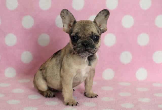 Fawn French Bulldog puppy with a black mask sitting on a pink blanket with white polka dots, upright bat ears and compact build, looking directly at the camera with an alert and curious expression. image