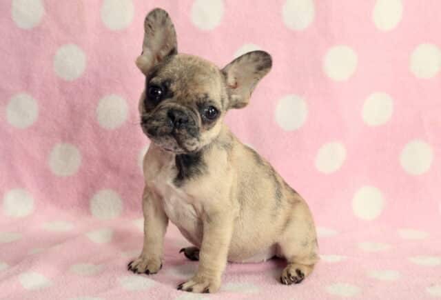 Fawn French Bulldog puppy with a black mask sitting on a pink polka dot blanket, head slightly tilted and ears perked upright, compact body and expressive eyes, looking curiously at the camera. image
