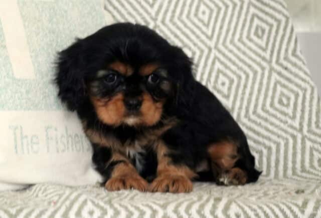 Sparkle Cavalier image