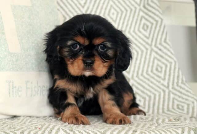 Sparkle Cavalier2 image