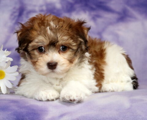 Sparkle Havanese