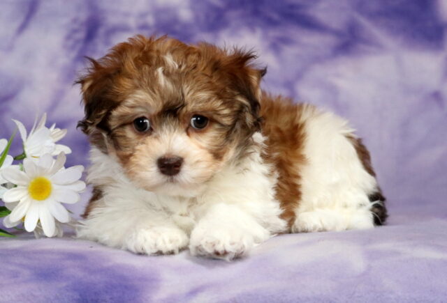 Havanese puppy lying on a soft purple marbled backdrop, featuring a fluffy white coat with rich brown patches, a soft wavy texture, round dark eyes, and a chocolate-colored nose, posed beside white daisies with yellow centers. image
